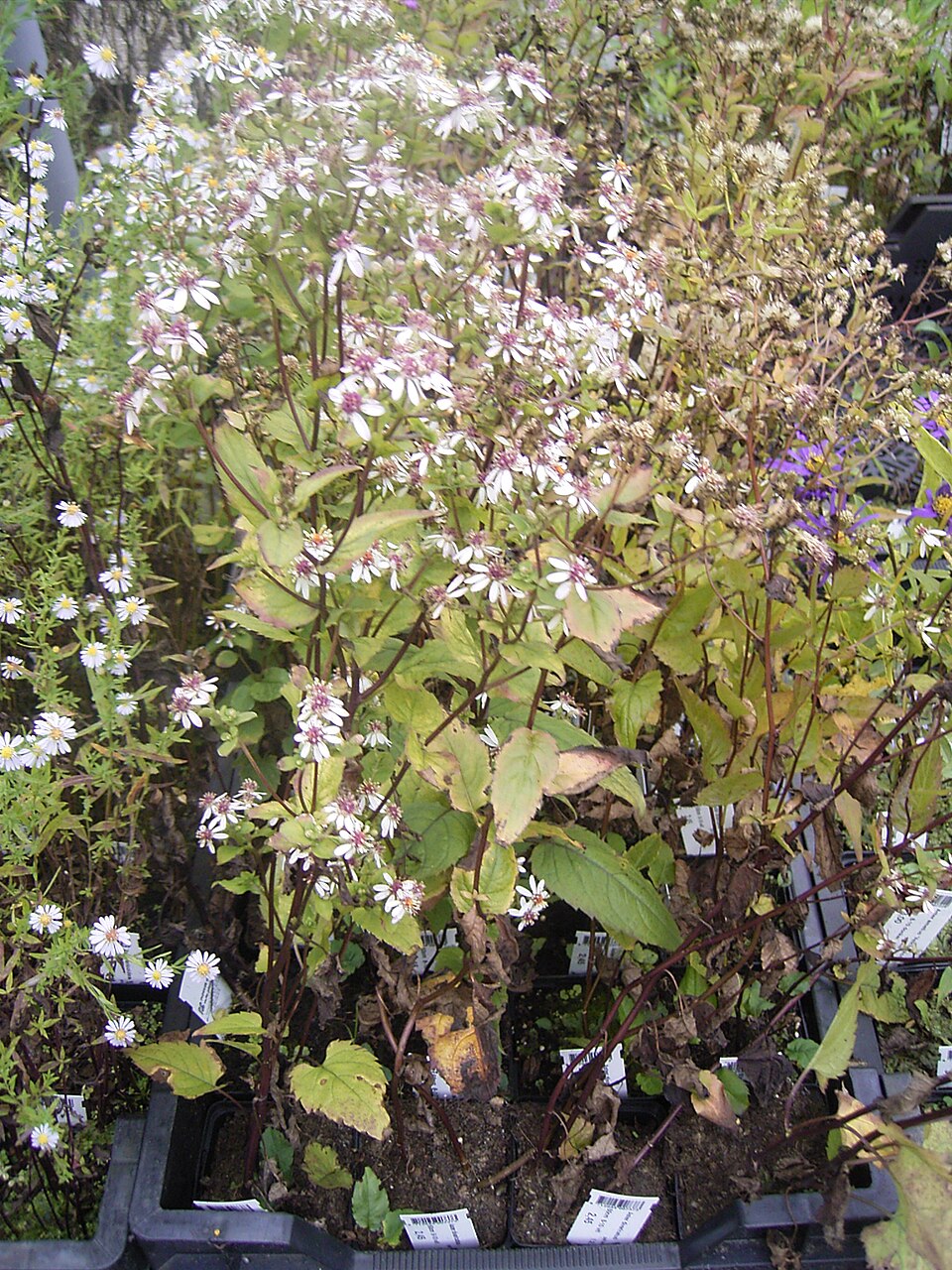 Eurybia divaricata (White Wood Aster) (alternate view 6)