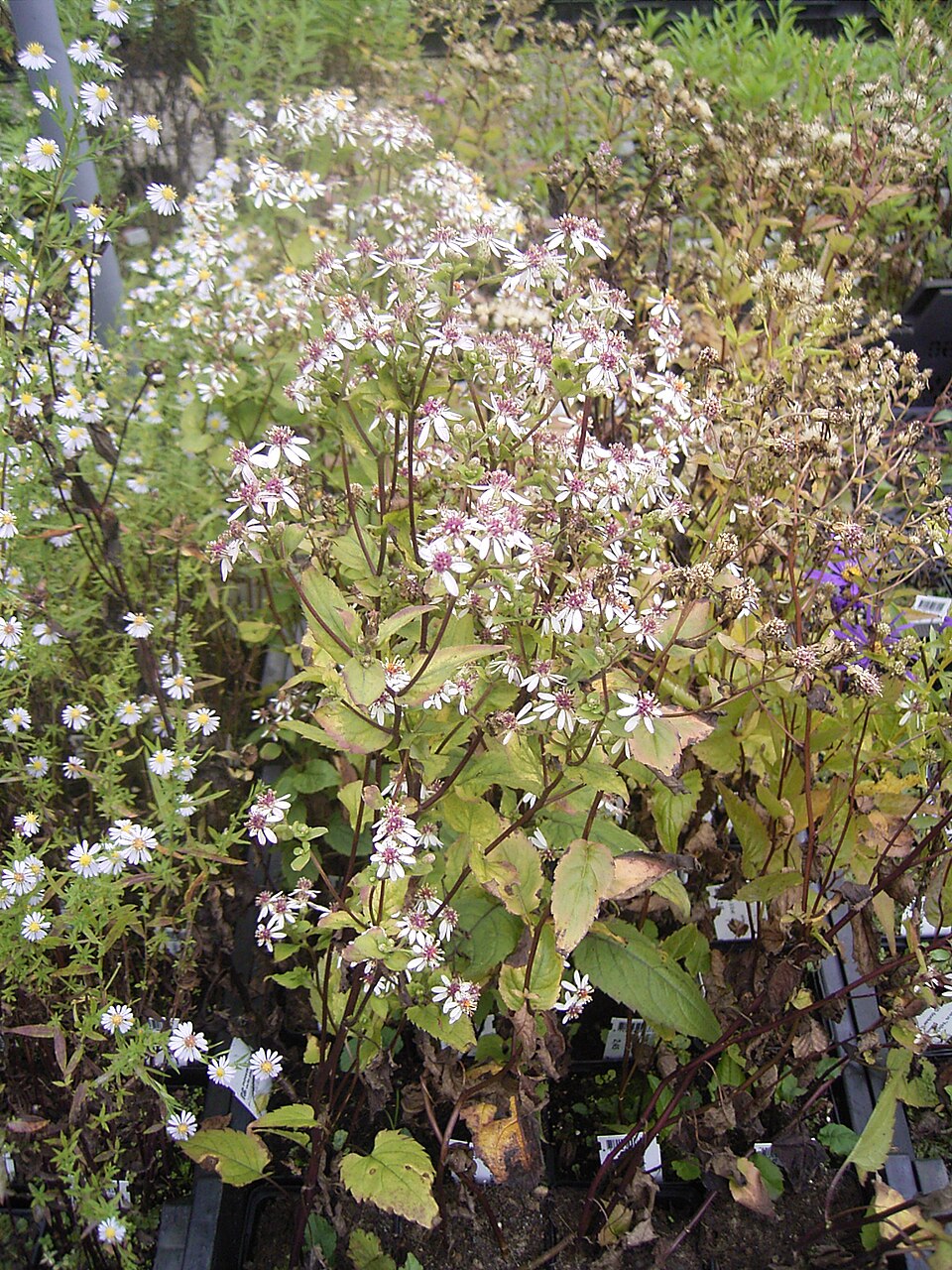 Eurybia divaricata (White Wood Aster) (alternate view 7)