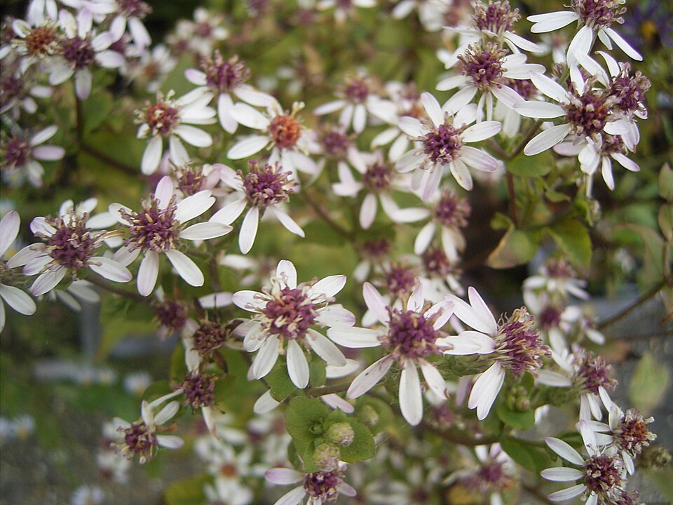 Eurybia divaricata (White Wood Aster) (alternate view 8)