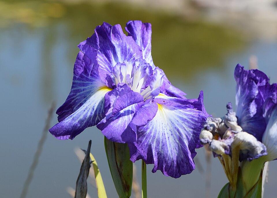 Iris ensata 'Cascade Spice' (Cascade Spice Japanese Iris)