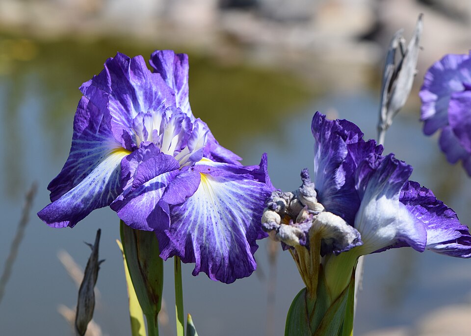 Iris ensata 'Cascade Spice' (Cascade Spice Japanese Iris) (alternate view 2)