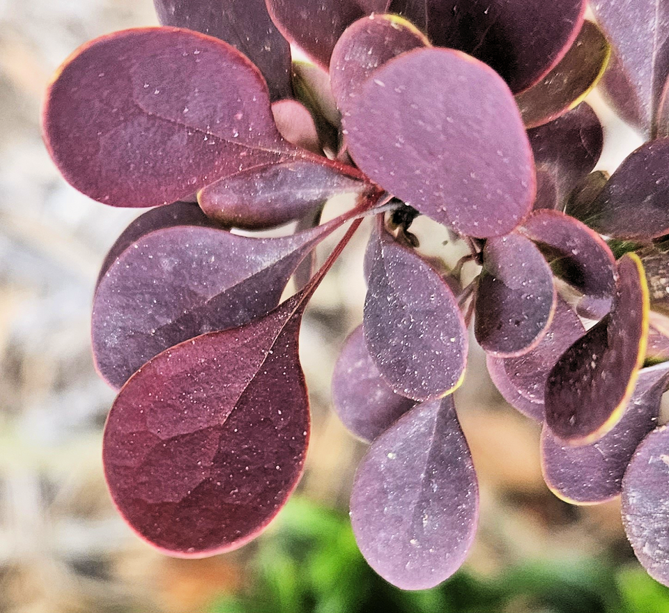 Berberis thunbergii f. 'Rose Glow' (Rose Glow Barberry) (alternate view 3)