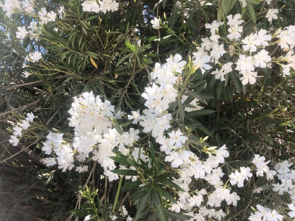 Jasminum (jasmine) (alternate view 4)