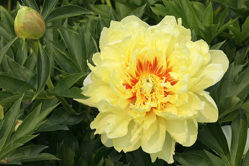 Paeonia x 'Bartzella' (Bartzella Peony) (alternate view 5)
