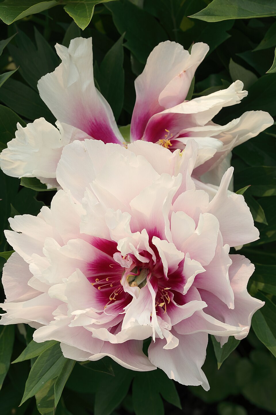 Paeonia 'Cora Louise' (Cora Louise Itoh Peony) (alternate view 3)