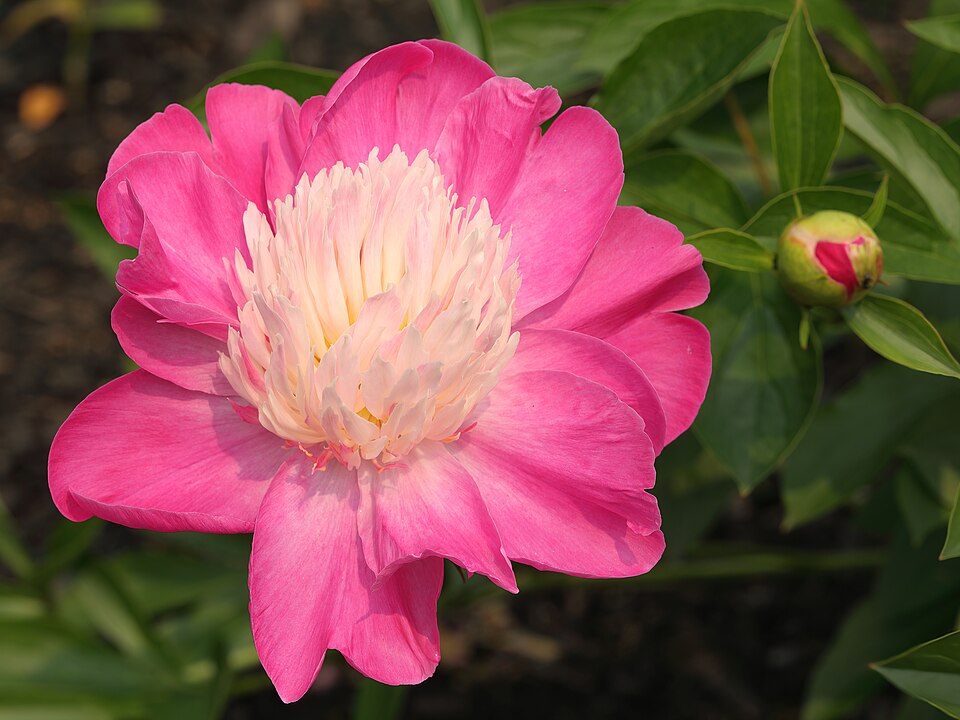 Paeonia lactiflora 'Gay Paree' (Gay Paree Peony) (alternate view 2)