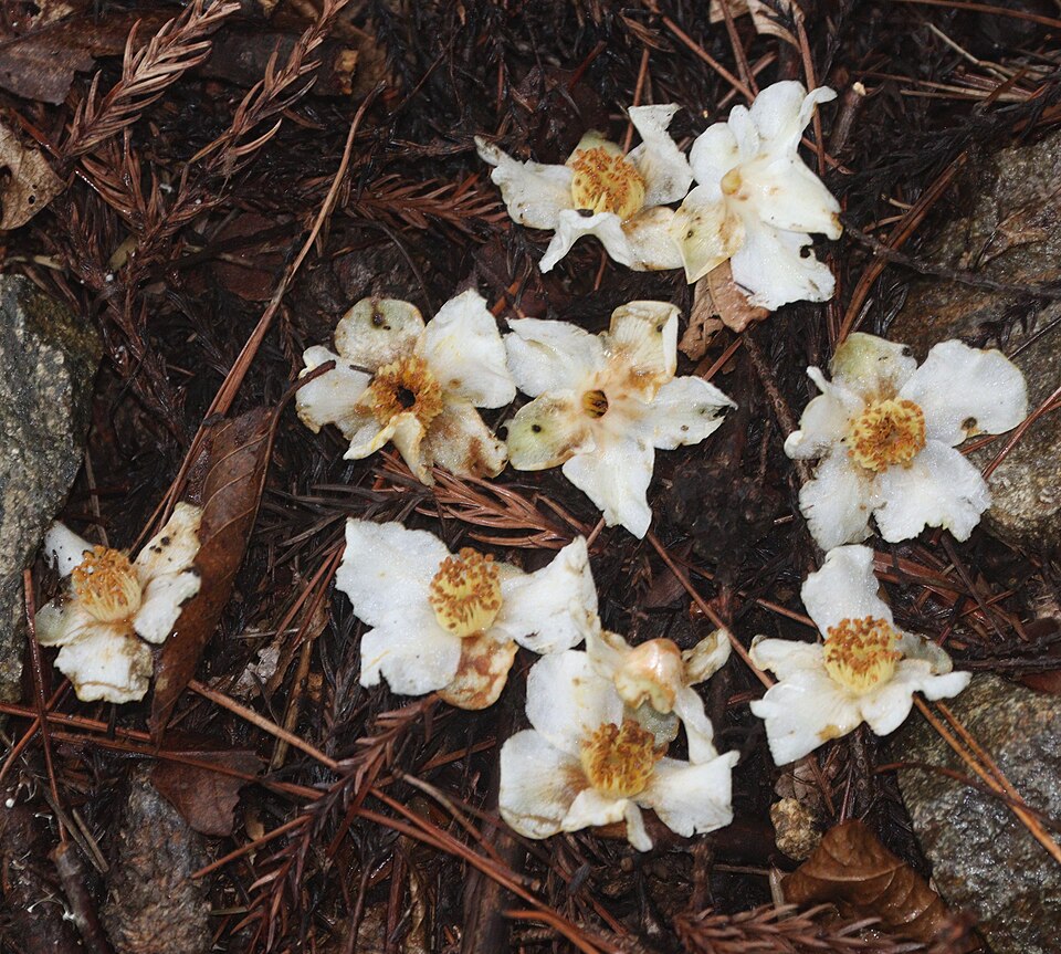 Stewartia monadelpha (tall stewartia) (alternate view 7)
