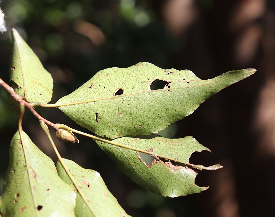 Stewartia monadelpha (tall stewartia) (alternate view 8)