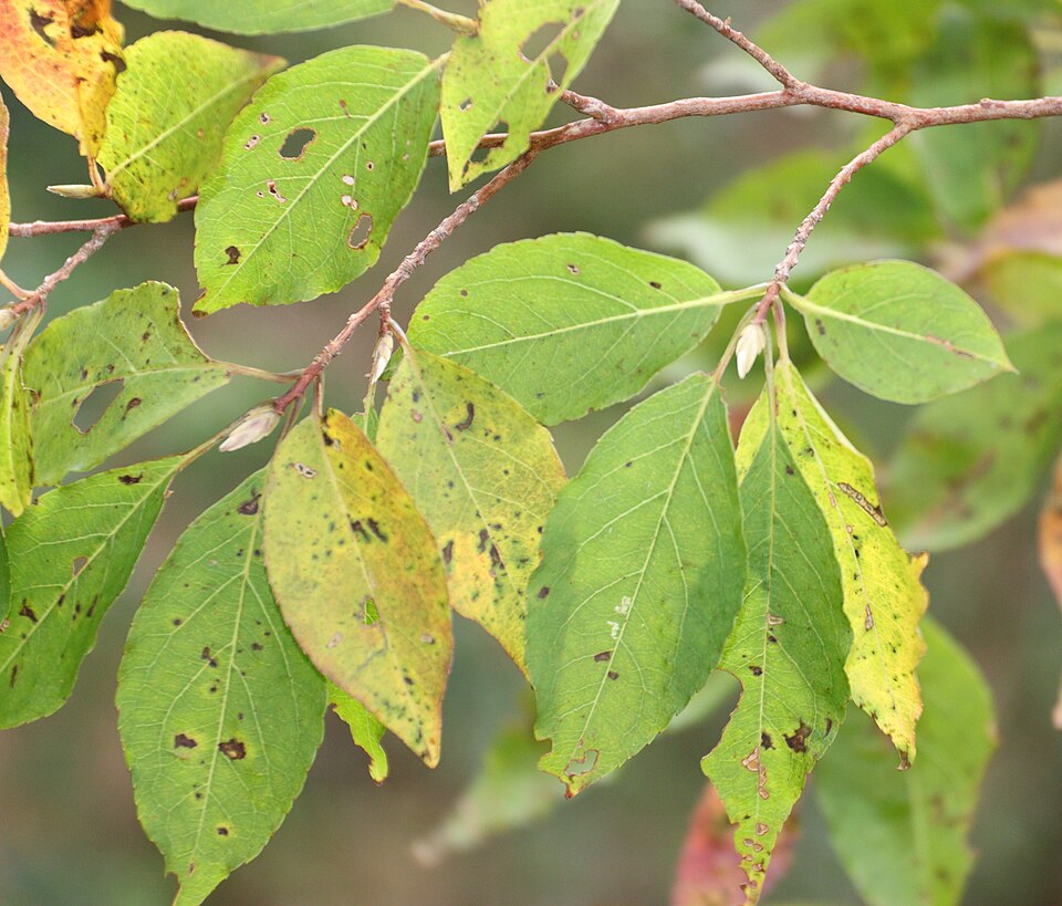 Stewartia monadelpha (tall stewartia) (alternate view 9)