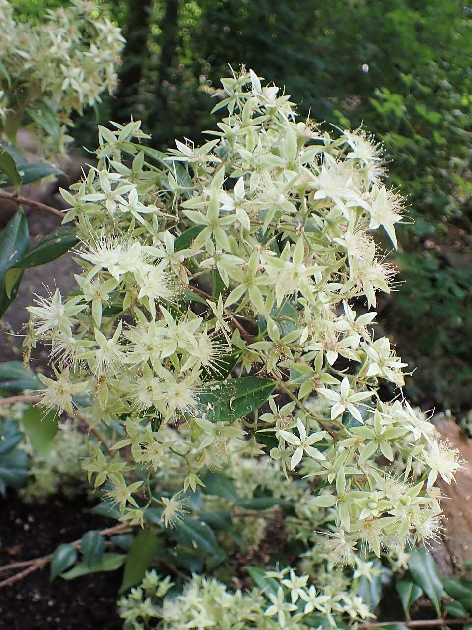 Backhousia myrtifolia (Grey Myrtle) (alternate view 3)