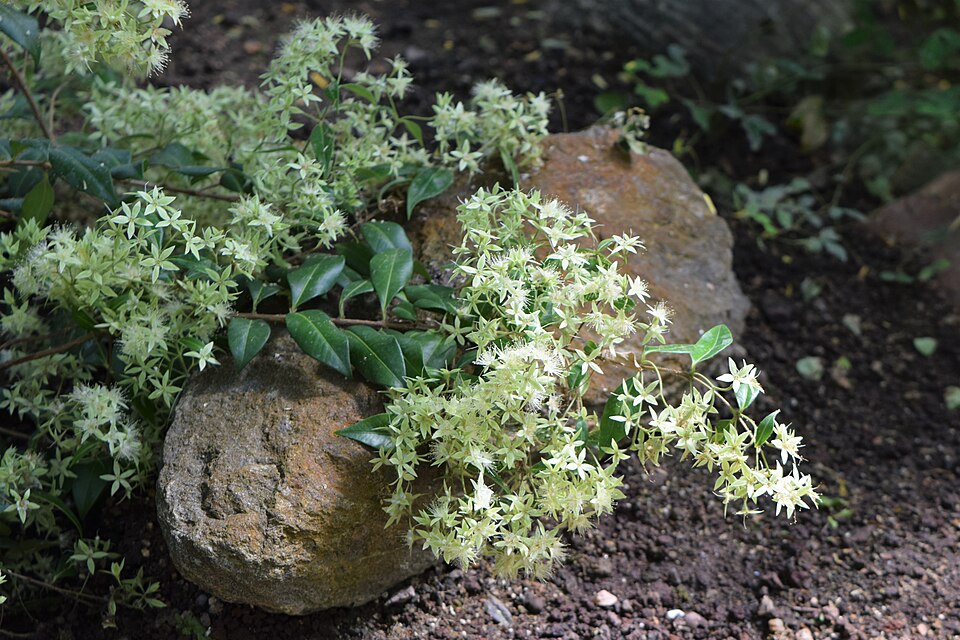 Backhousia myrtifolia (Grey Myrtle) (alternate view 4)