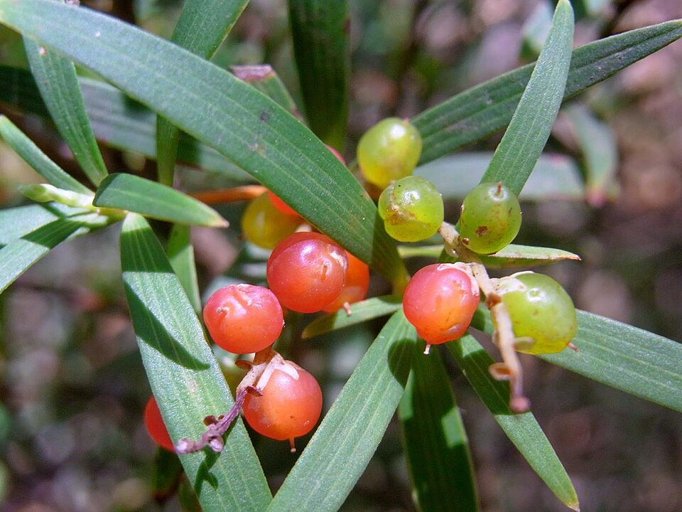 Leucopogon affinis (Lance Beard-heath) (alternate view 6)
