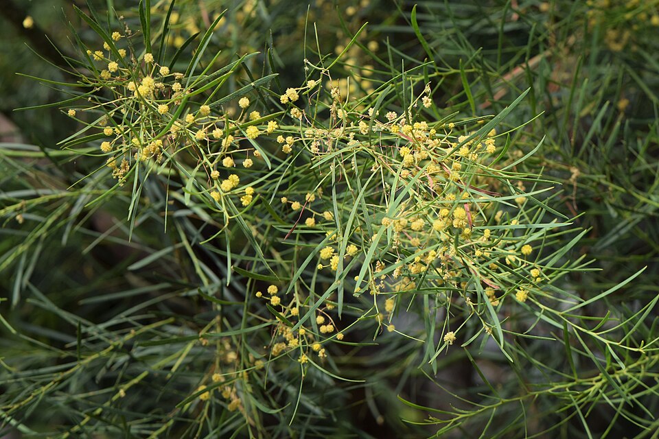 Acacia iteaphylla (Flinders Range Wattle) (alternate view 4)