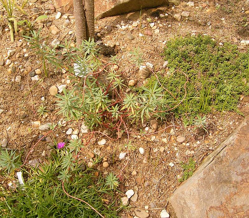 Euphorbia ceratocarpa (alternate view 6)