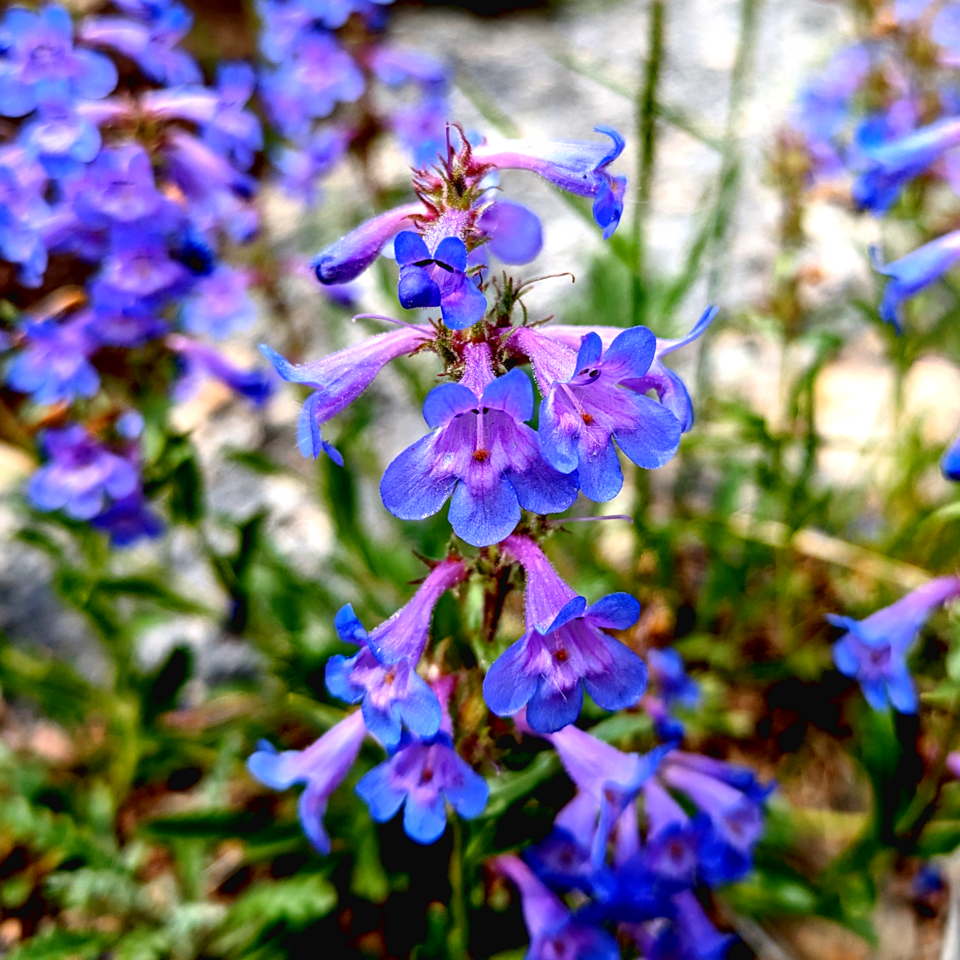 Penstemon virens (Front Range Beardtongue) (alternate view 2)