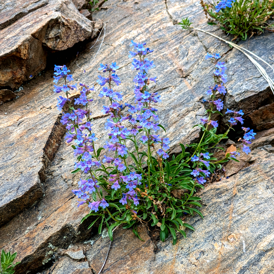 Penstemon virens (Front Range Beardtongue) (alternate view 3)