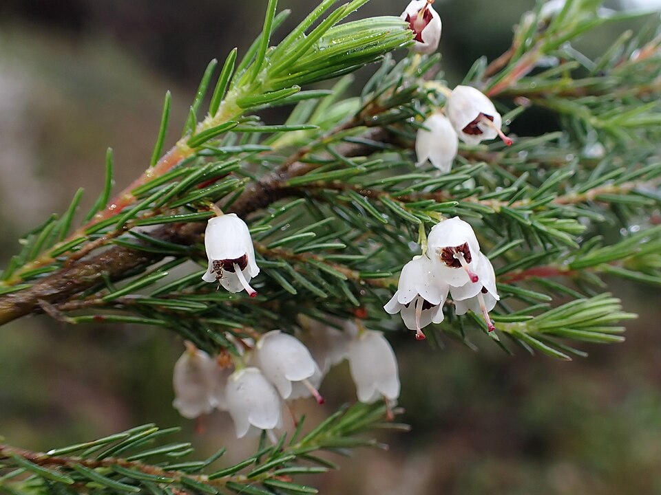 Erica lusitanica (Portuguese Heath) (alternate view 3)