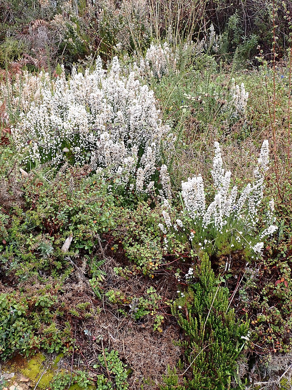 Erica lusitanica (Portuguese Heath) (alternate view 4)