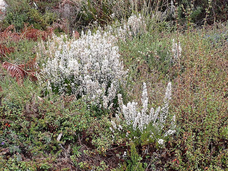 Erica lusitanica (Portuguese Heath) (alternate view 5)