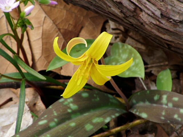 Erythronium americanum (Yellow Trout Lily) (alternate view 6)