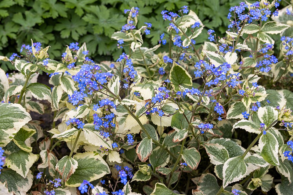 Brunnera macrophylla 'Hadspen Cream' (Hadspen Cream Brunnera) (alternate view 5)