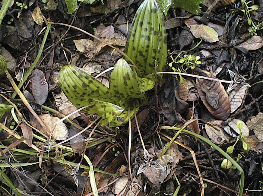 Scoliopus bigelovii (California fetid adderstongue) (alternate view 8)