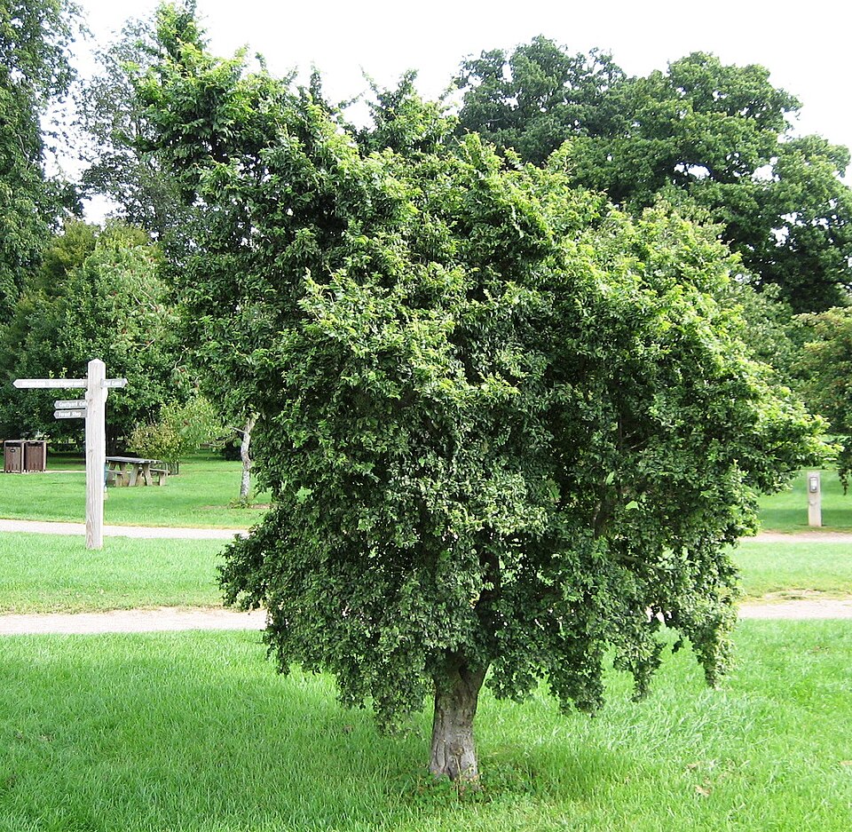 Ulmus × elegantissima 'Jacqueline Hillier' (Jacqueline Hillier Elm Tree) (alternate view 2)