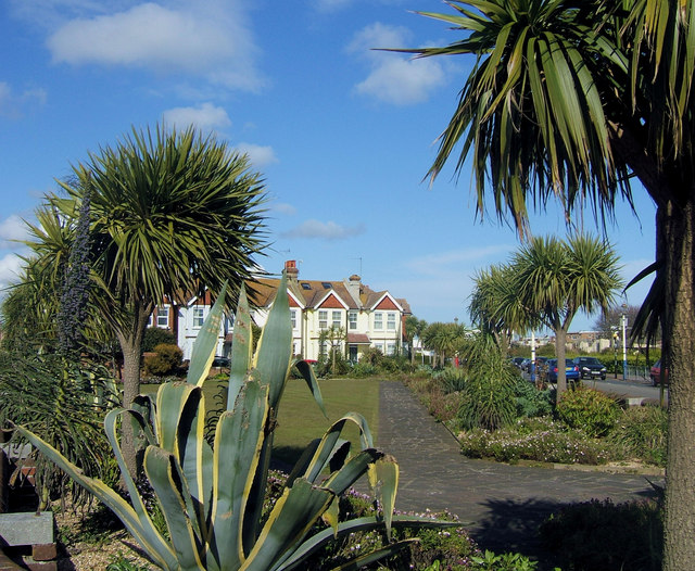 Agave americana 'Variegata' (Variegated Century Plant) (alternate view 3)