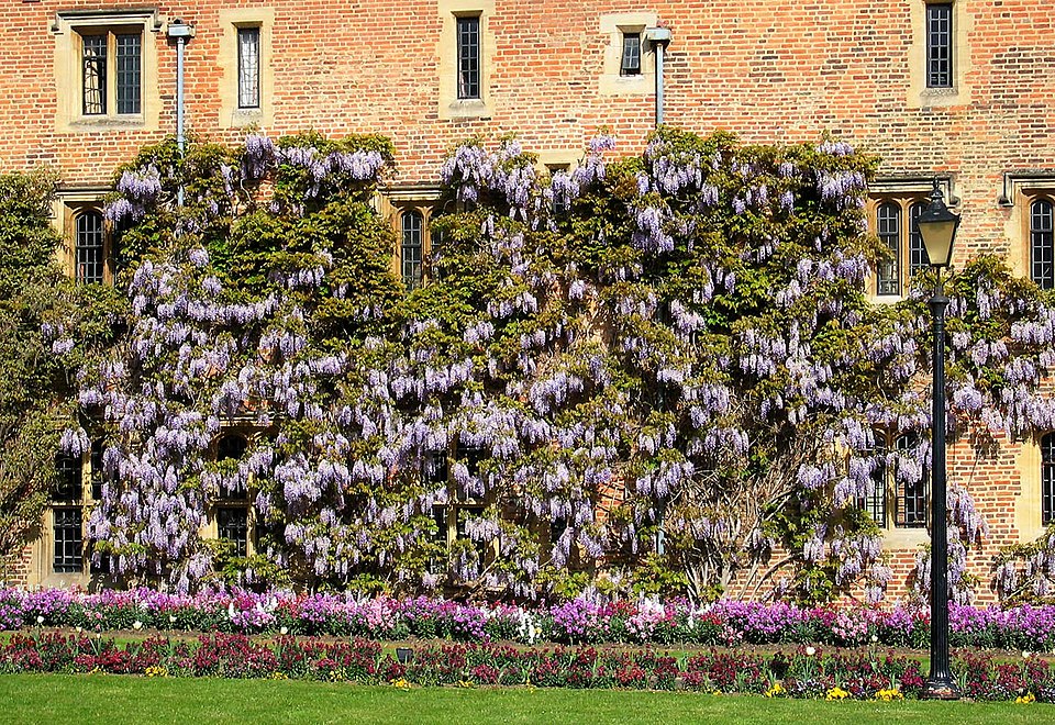 Wisteria sinensis (Chinese wisteria) (alternate view 6)
