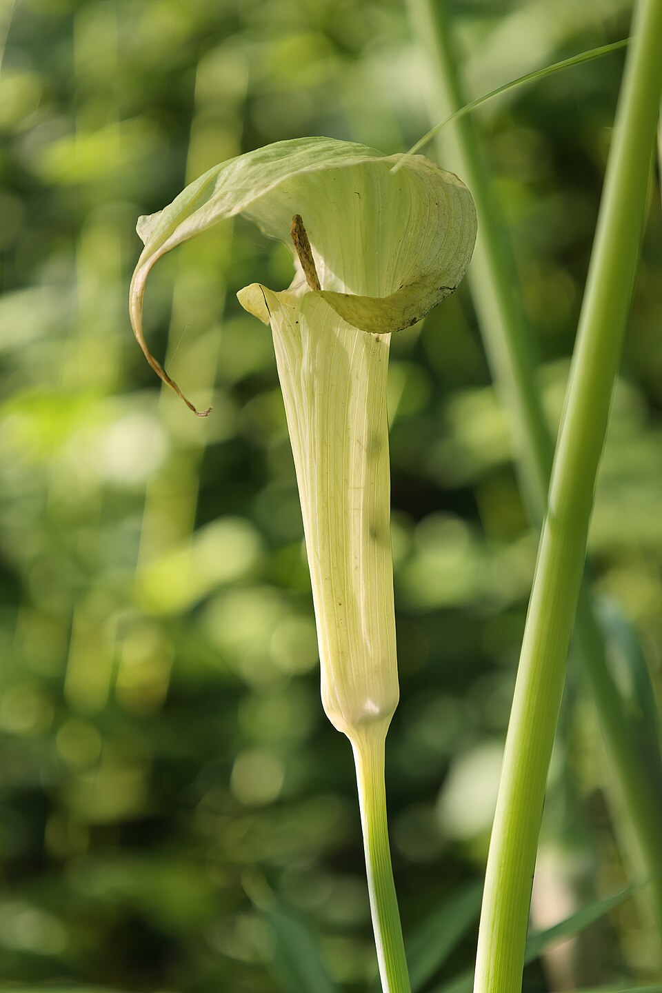 Arisaema consanguineum (Cobra Lily) (alternate view 9)