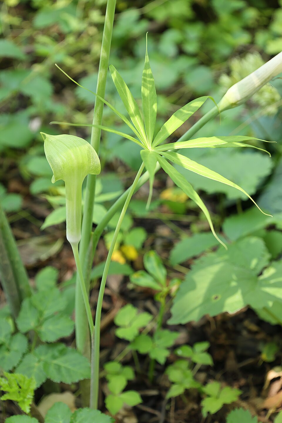 Arisaema consanguineum (Cobra Lily) (alternate view 10)