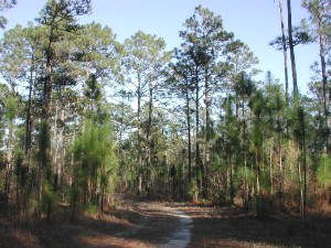 Pinus palustris (longleaf pine) (alternate view 2)