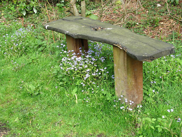 Myosotis sylvatica (forget-me-not)