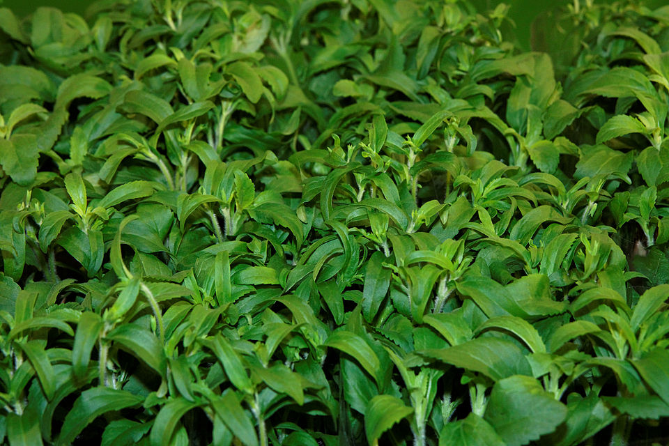 Stevia rebaudiana (Stevia) (alternate view 9)