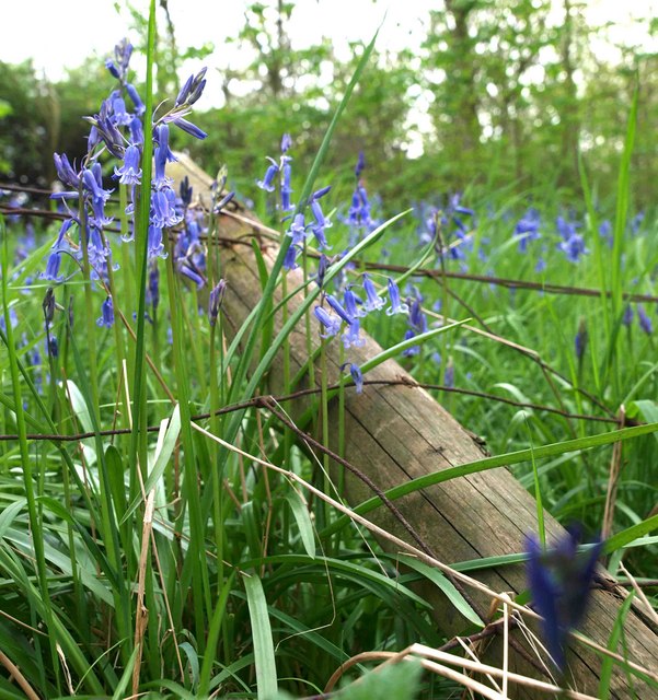 Hyacinthoides non-scripta (bluebell)