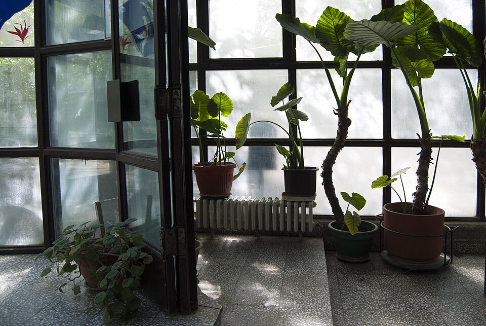 Alocasia (elephant's-ears) (alternate view 4)