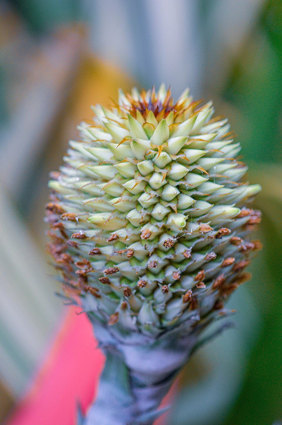 Guzmania (Guzmania) (alternate view 4)