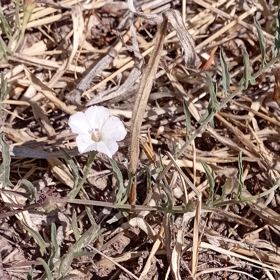 Convolvulus equitans (Texas bindweed) (alternate view 10)