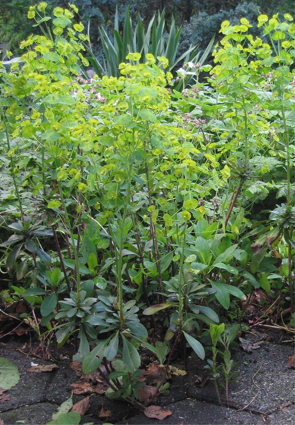 Euphorbia amygdaloides (wood spurge)