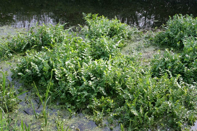 Helosciadium nodiflorum (Fool's Watercress)