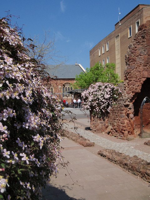 Clematis montana, Himalayan clematis — climbing deciduous (Ranunculaceae) (image 6 of 10)