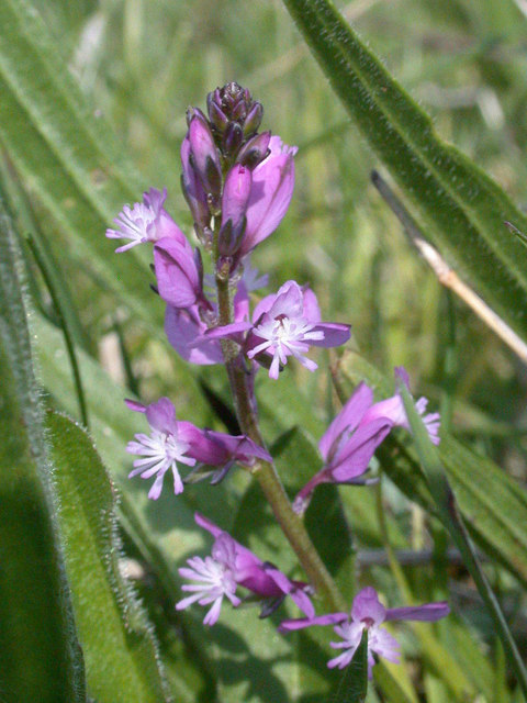 Polygala vulgaris (Common Milkwort)