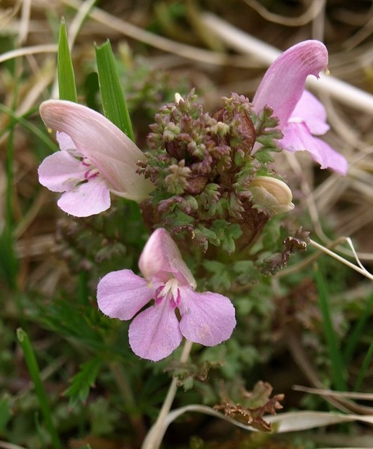 Pedicularis sylvatica (Common Lousewort)