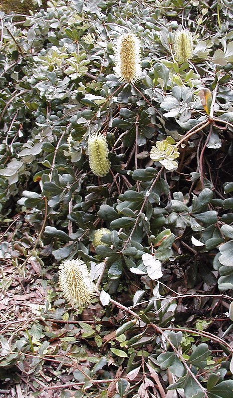 Banksia integrifolia (Coastal Banksia) (alternate view 4)