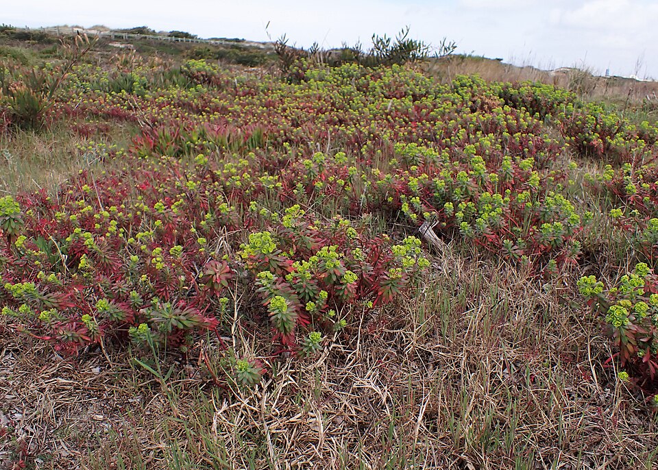 Euphorbia portlandica (Portland Spurge) (alternate view 8)