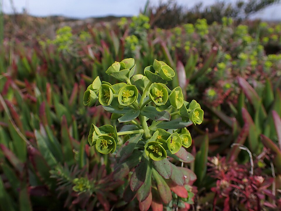 Euphorbia portlandica (Portland Spurge) (alternate view 9)