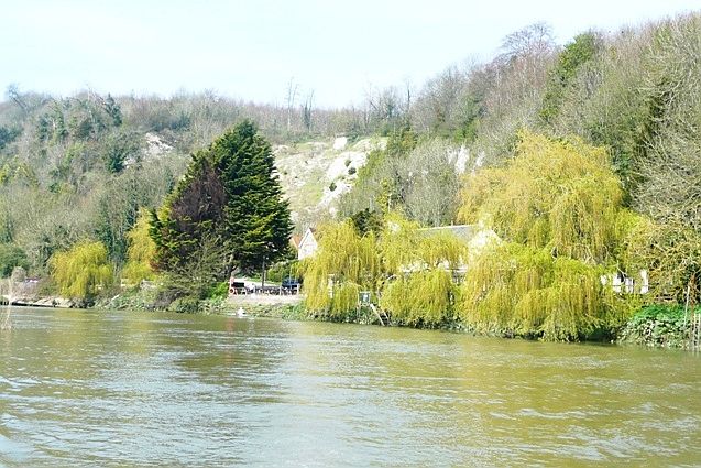 Salix babylonica (weeping willow) (alternate view 5)