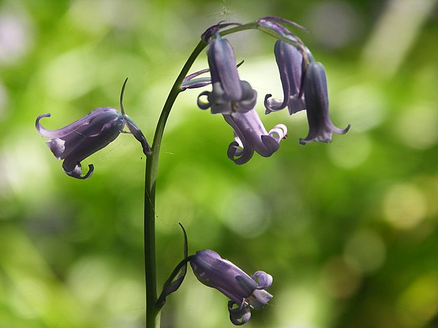 Hyacinthoides non-scripta (bluebell)
