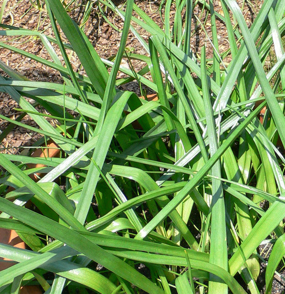 Triteleia laxa (Ithuriel's Spear) (alternate view 2)