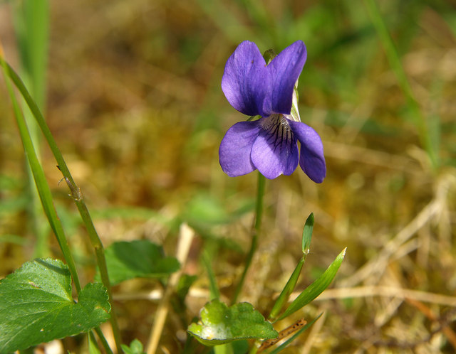 Viola riviniana (common dog-violet)
